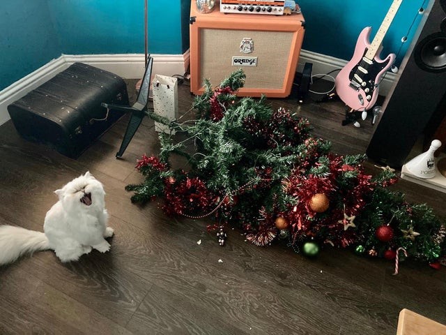 11. „Ich liebe meine Katze, aber ich möchte wie alle einen Weihnachtsbaum haben können ...“