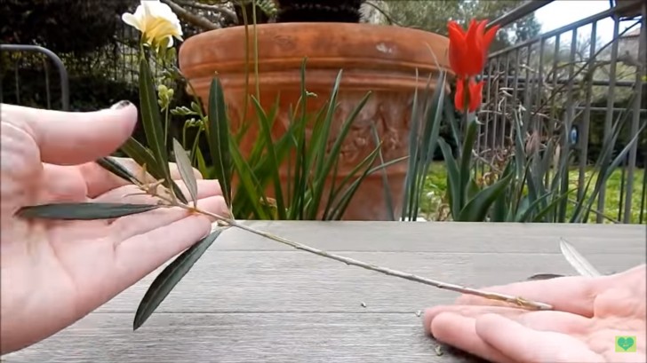 Domenica delle Palme: imparate a intrecciare facilmente i rametti di