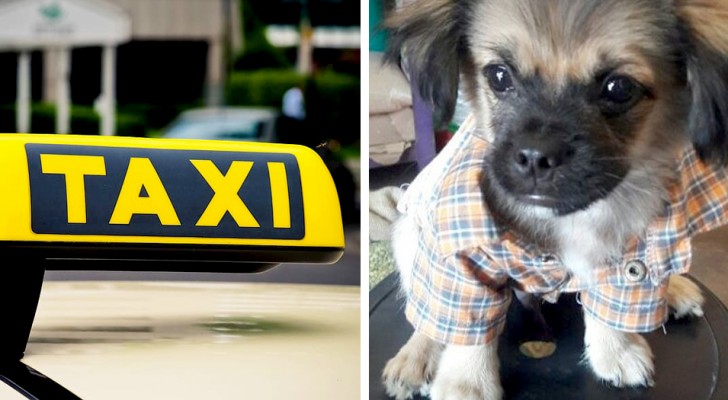 Elle Retrouve Son Chien Après Lavoir Perdu Au Marché Il était Rentré Seul à Bord Dun Taxi 8355